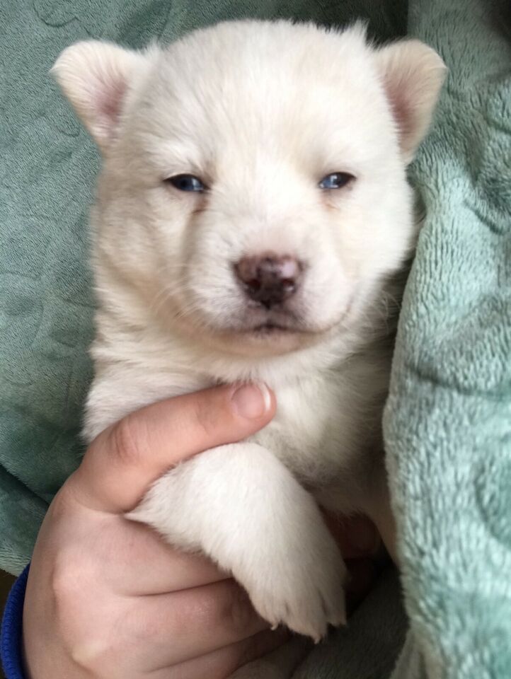 pomsky - photo 2